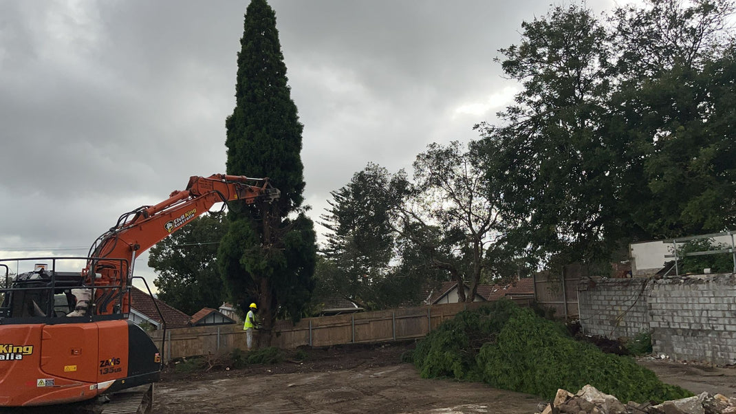 Tree Removal – Civil King Australia
